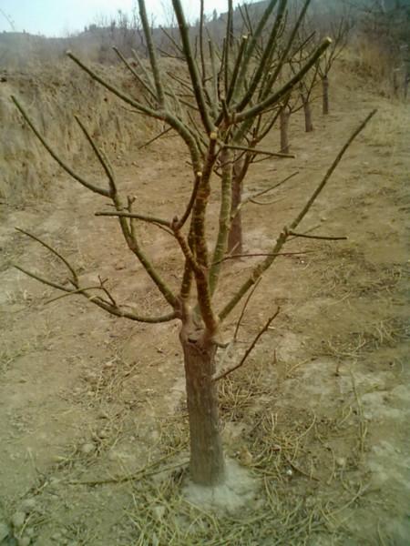 晉南國(guó)槐苗圖片