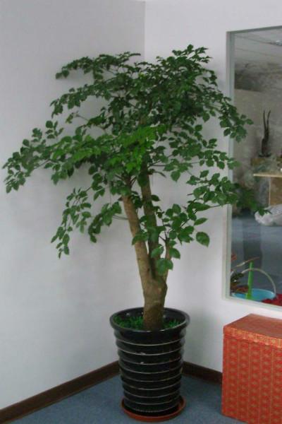 供應(yīng)富貴樹，發(fā)財樹，綠蘿等室內(nèi)綠植 廣州富貴樹， 廣州富貴樹經(jīng)銷，直銷