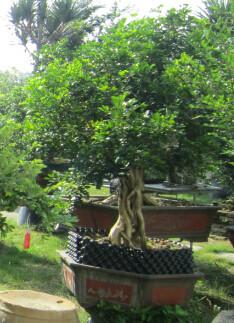 廣州租花綠植養(yǎng)護，綠植銷售，室內盆栽，綠蘿，發(fā)財樹直銷經(jīng)銷