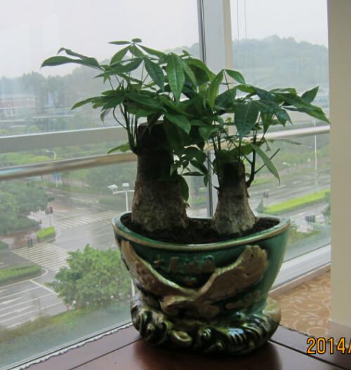 提供廣州租花綠化維護服務(wù)，廣州區(qū)域花卉租擺，室內(nèi)綠化服務(wù) 室內(nèi)盆栽綠化租擺，廣州租花園藝公