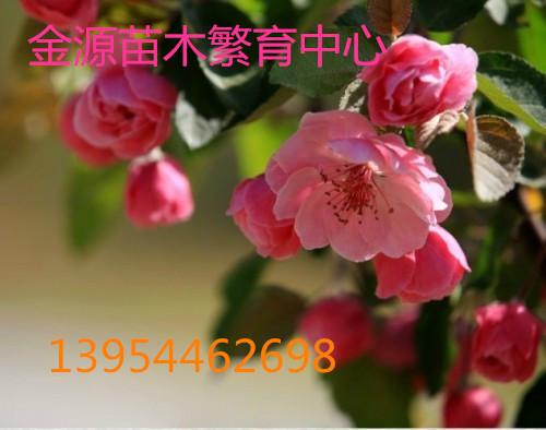 供應(yīng)山東白蘭地海棠，山東白蘭地海棠價(jià)格，山東白蘭地海棠種植基地