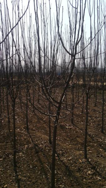 供應(yīng)優(yōu)質(zhì)4公分西府海棠苗