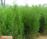 供應(yīng)山西側(cè)柏苗價(jià)格