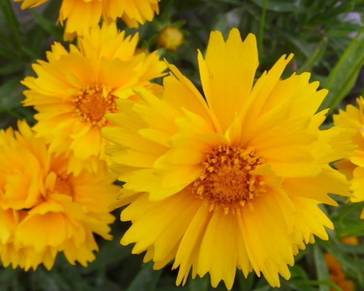 供應(yīng)四川批發(fā)草坪草種花種矮生重瓣金雞菊種子