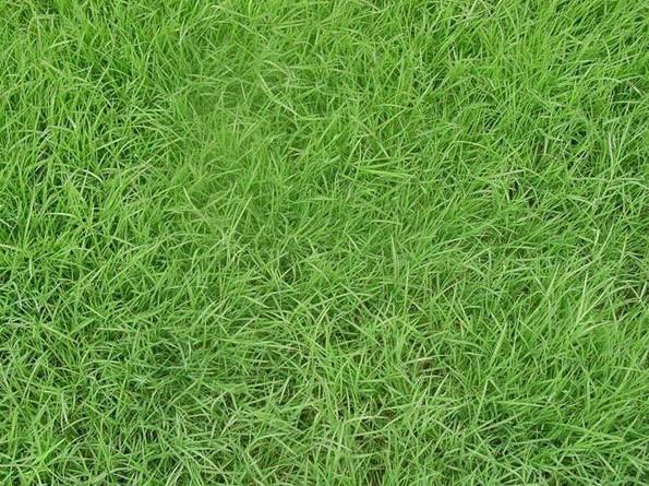 供應(yīng)批發(fā)四川成都綠化草種花種灌木種子中華結(jié)縷草草籽