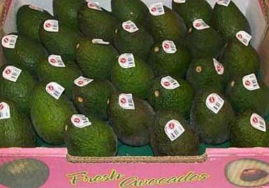 供應上海專業(yè)牛油果進口報關代理