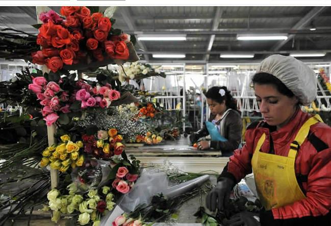 供應(yīng)上海鮮切花進(jìn)口代理報(bào)關(guān)公司