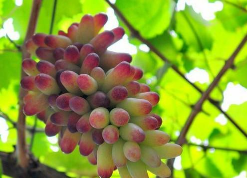 供應(yīng)上海自貿(mào)區(qū)水果進(jìn)口報(bào)關(guān)公司