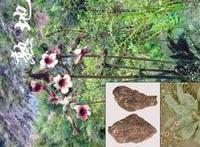 熟地提取物101圖片