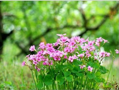 供應(yīng)銀川草花種植/蘆葦種苗/荷花種/生態(tài)浮島制作/水生鳶尾銷售