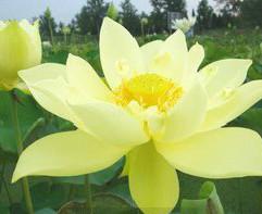 供應(yīng)東港荷花種植，荷花種植園，荷花種苗基地，*荷花苗銷售