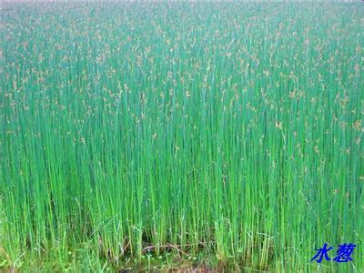 供應(yīng)鐵法水蔥種植，種植荷花，睡蓮種植，蘆葦種苗，鳶尾苗銷售