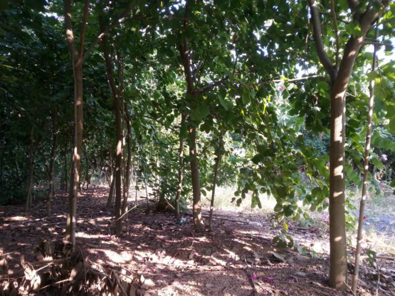 供應(yīng)紅花紫荊地苗4分5分6分7分8分各種規(guī)格綠化行道樹苗*