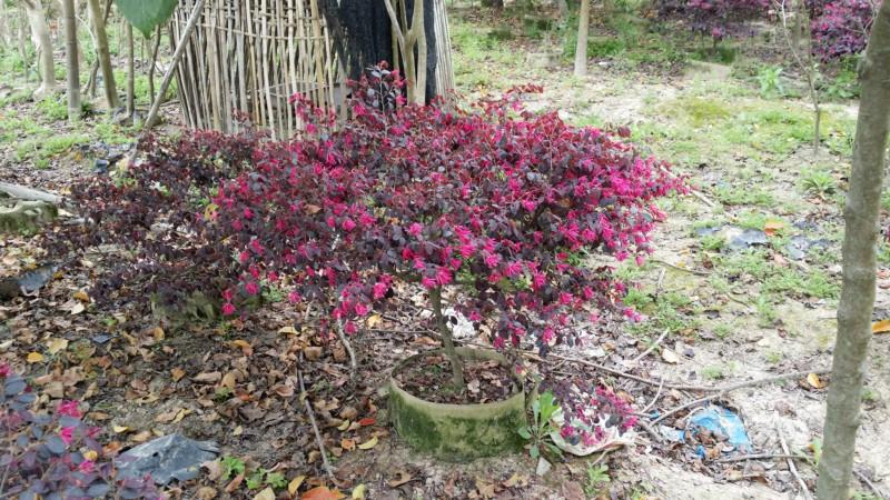 供應(yīng)*紅繼木球高度40-80冠幅40-60小區(qū)*地被苗