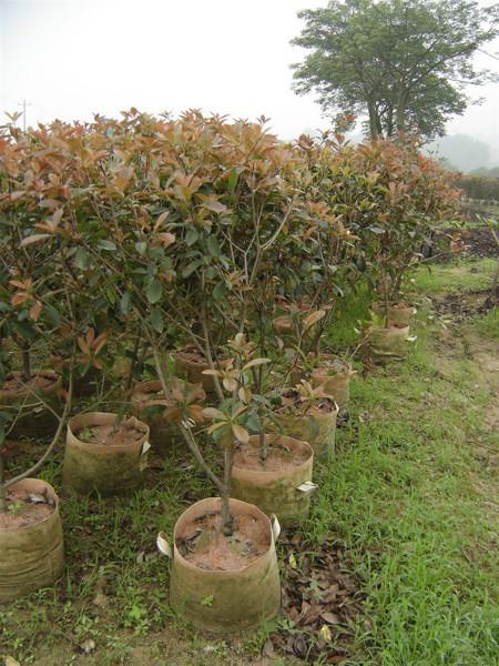 供應(yīng)漳州紅葉石楠袋裝苗*苗3000棵*供應(yīng)基地