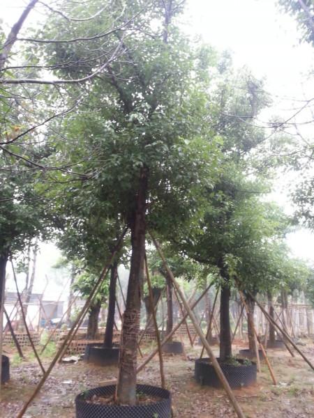 福建全冠香樟8分10分20分圖片/福建全冠香樟8分10分20分樣板圖 (2)