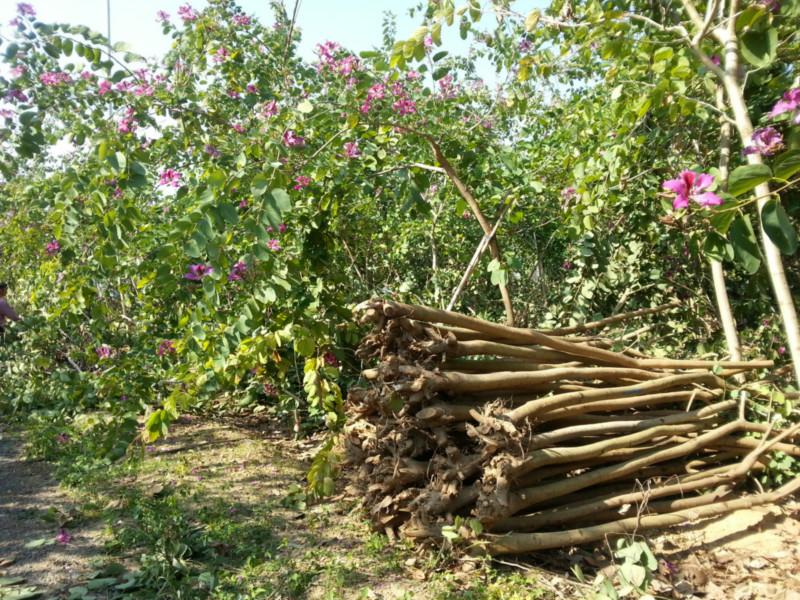 供應(yīng)紅花紫荊地苗4分5分6分7分8分各種規(guī)格綠化行道樹苗*