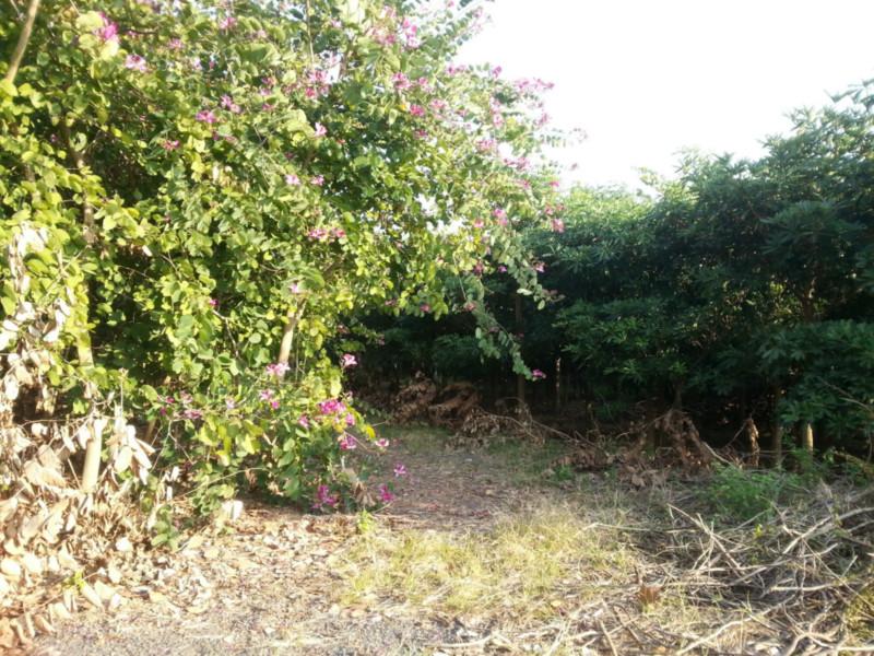 供應(yīng)紅花紫荊地苗4分5分6分7分8分各種規(guī)格綠化行道樹苗*