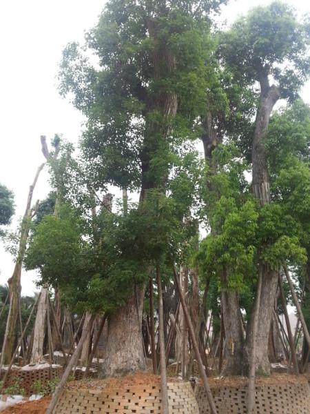 供應(yīng)銅仁綠化香樟苗8分10分12分15分20分25分大量漳州香樟