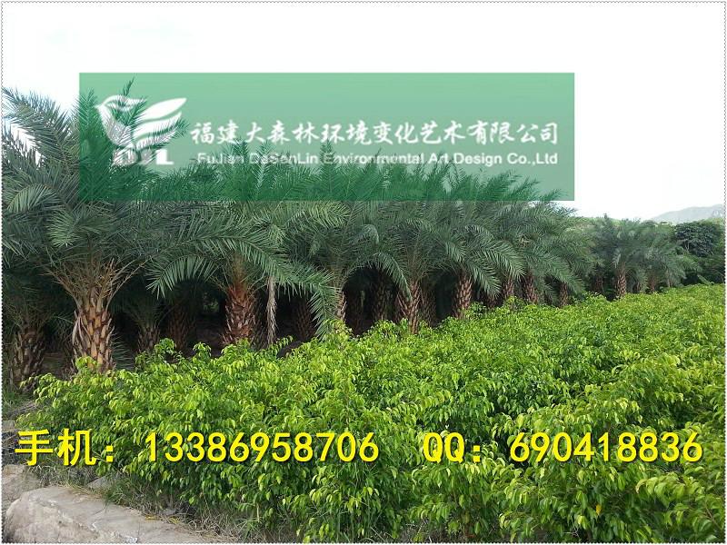 供應(yīng)200公分高垂葉榕漳州*基地800000棵