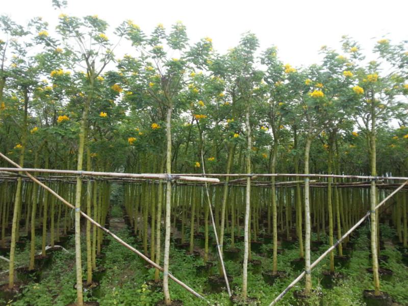 供應(yīng)詔安黃花槐4分5分云霄黃花槐樹漳州*苗木批發(fā)商