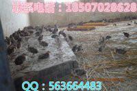 供應(yīng)湖南*