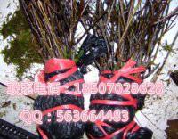 供應(yīng)湖南哪里有布福娜種子