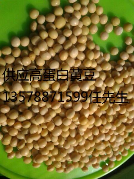 东北黑龙江690芽豆供应东北黑龙江690芽豆