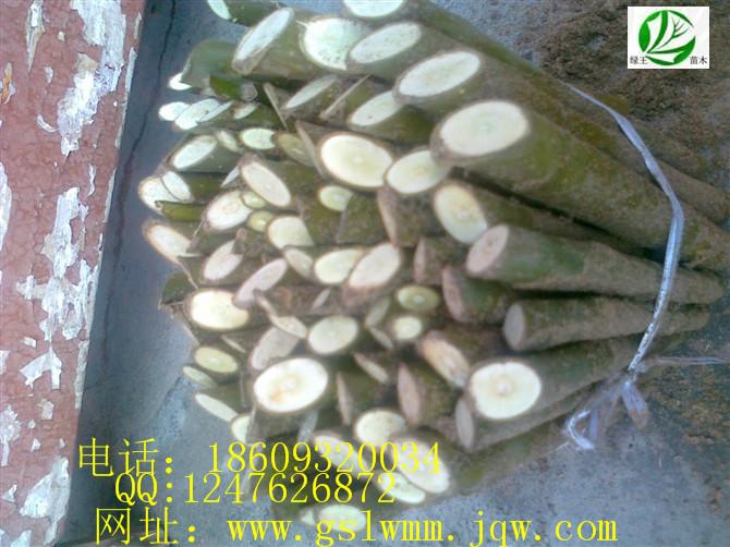 供應(yīng)甘肅垂柳甘肅速生柳甘肅旱柳綠王苗木