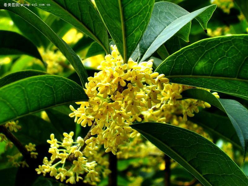 供应桂花苗，桂花苗批发，桂花苗基地