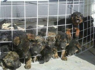 供應(yīng)**苗孕*