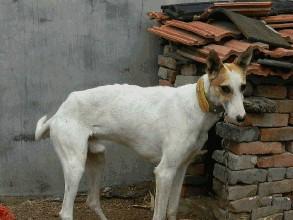 供應(yīng)靈緹犬哪里有賣的靈緹犬多少錢一個
