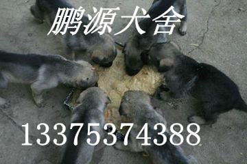 供應哪里有*價格*養(yǎng)殖技術*