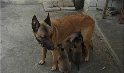 供應哪里有賣比特犬的有訓好的比特嗎