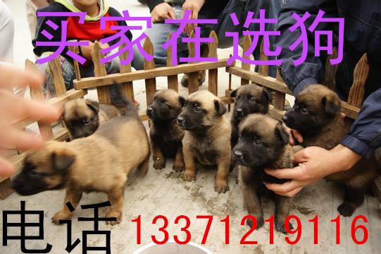 供應哪里有*價格*養(yǎng)殖技術*