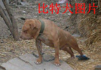 供應哪里有馬犬