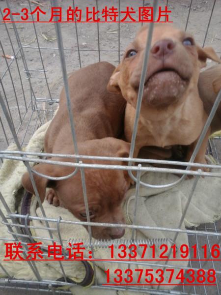 供應(yīng)比特犬價(jià)格小比特斗狗多少錢一只