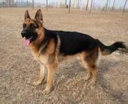 供應黑龍江佳木斯德國牧羊犬有賣的嗎