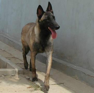 供應(yīng)陜西有賣馬犬的馬犬馬犬價(jià)格