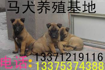 供應(yīng)哪里有*狗苗*青犬牧羊犬斗狗比特犬馬犬 山東細(xì)狗