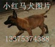 济宁市2个月的马犬哪里有卖的厂家