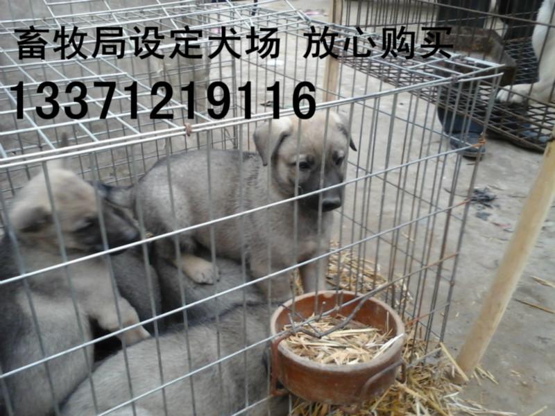 供應(yīng)四川攀枝花哪里有賣*青犬幼崽的