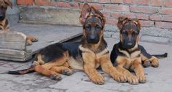 黑龍江佳木斯德國(guó)牧羊犬有賣(mài)的嗎圖片