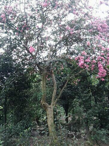 供應紫薇原生紫薇紅花紫薇紫薇基地