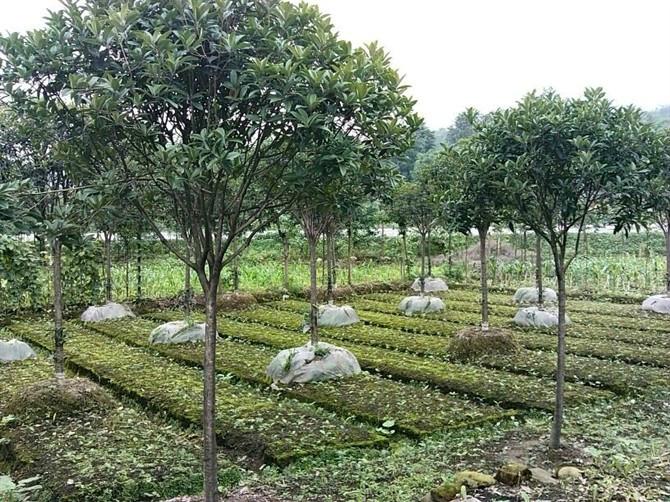 供應(yīng)四川高桿丹桂，四川高桿丹桂批發(fā)，四川高桿丹桂介紹