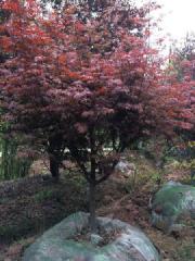 供應(yīng)四川日本紅楓