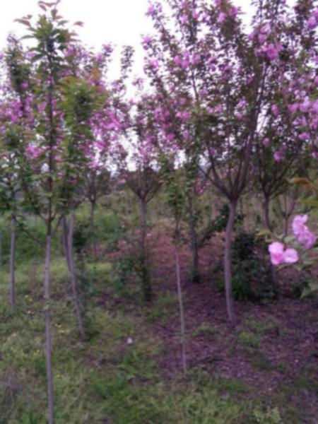供應(yīng)櫻花基地四川櫻花高桿櫻花批發(fā)