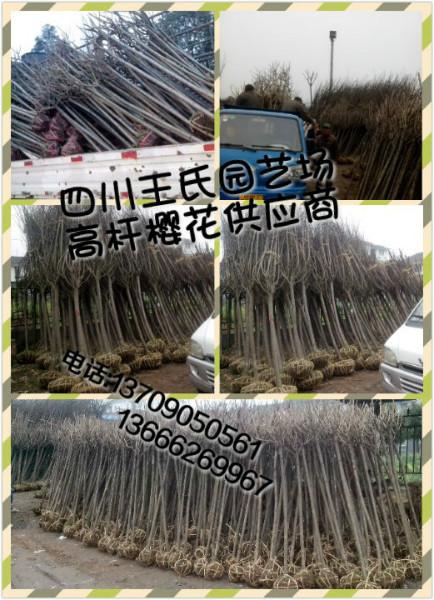 供應(yīng)四川高桿櫻花樹批發(fā)，高桿櫻花基地，高桿櫻花價(jià)格