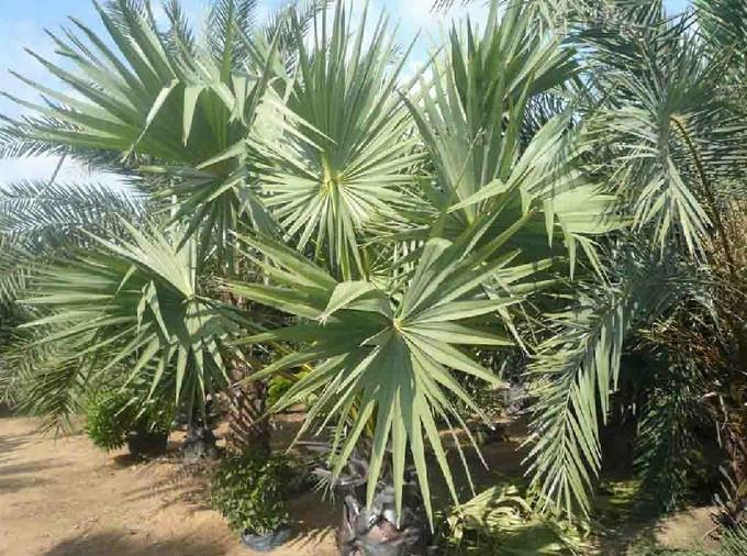 供應霸王棕價格，霸王棕批發(fā)供應，福建霸王棕批發(fā)，廈門霸王棕基地