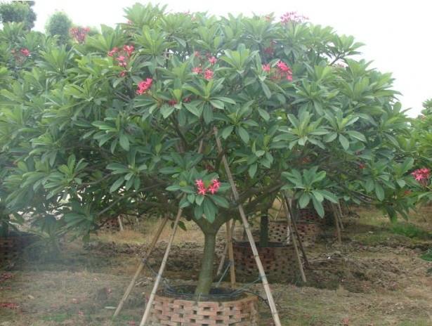 浙江鸡蛋花基地图片